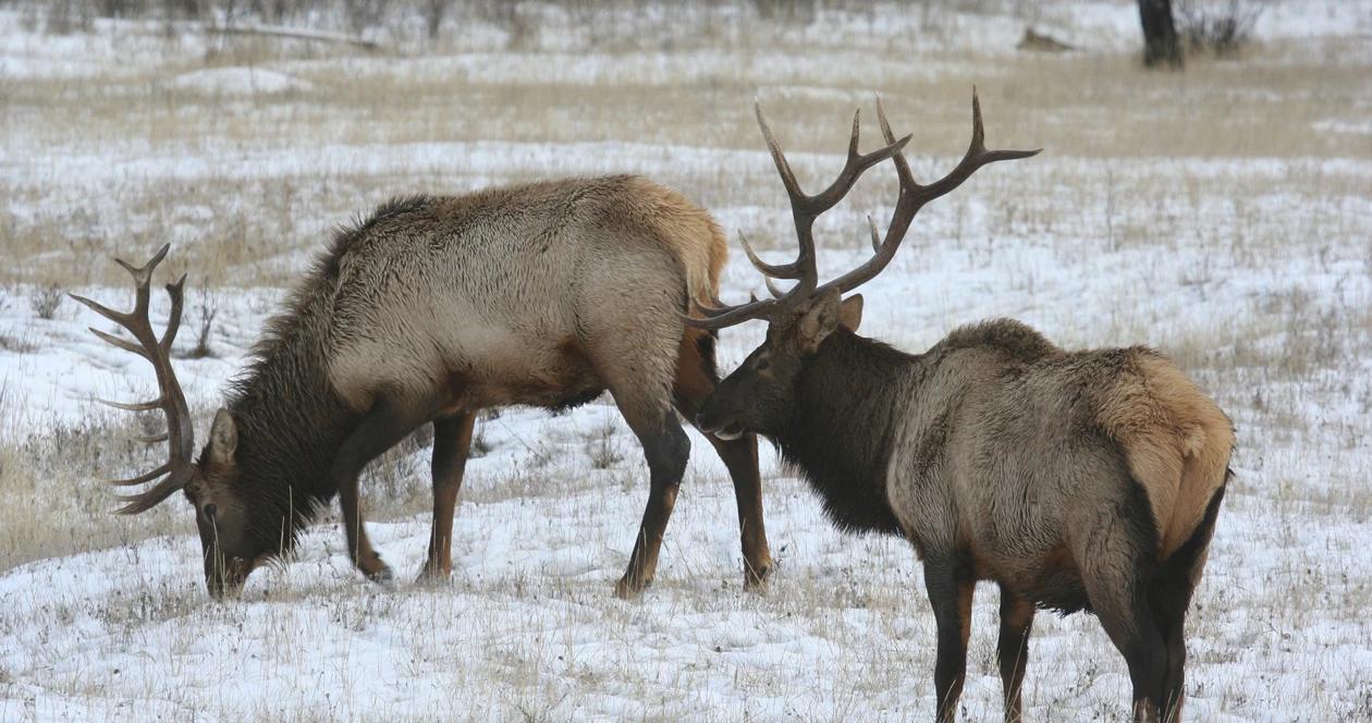 Montana elk shoulder season h1