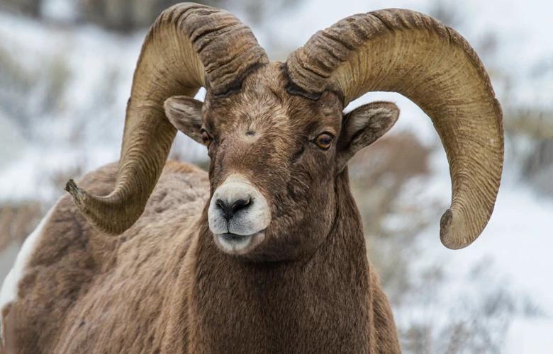 Close up of bighorn sheep ram 1