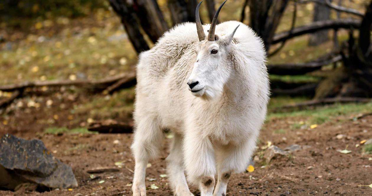 Grand teton mountain goats h1