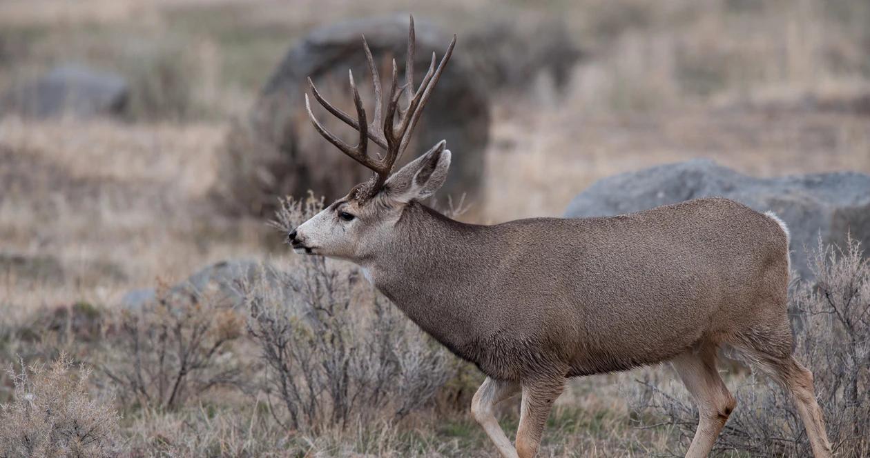 Montana mule deer h1_5