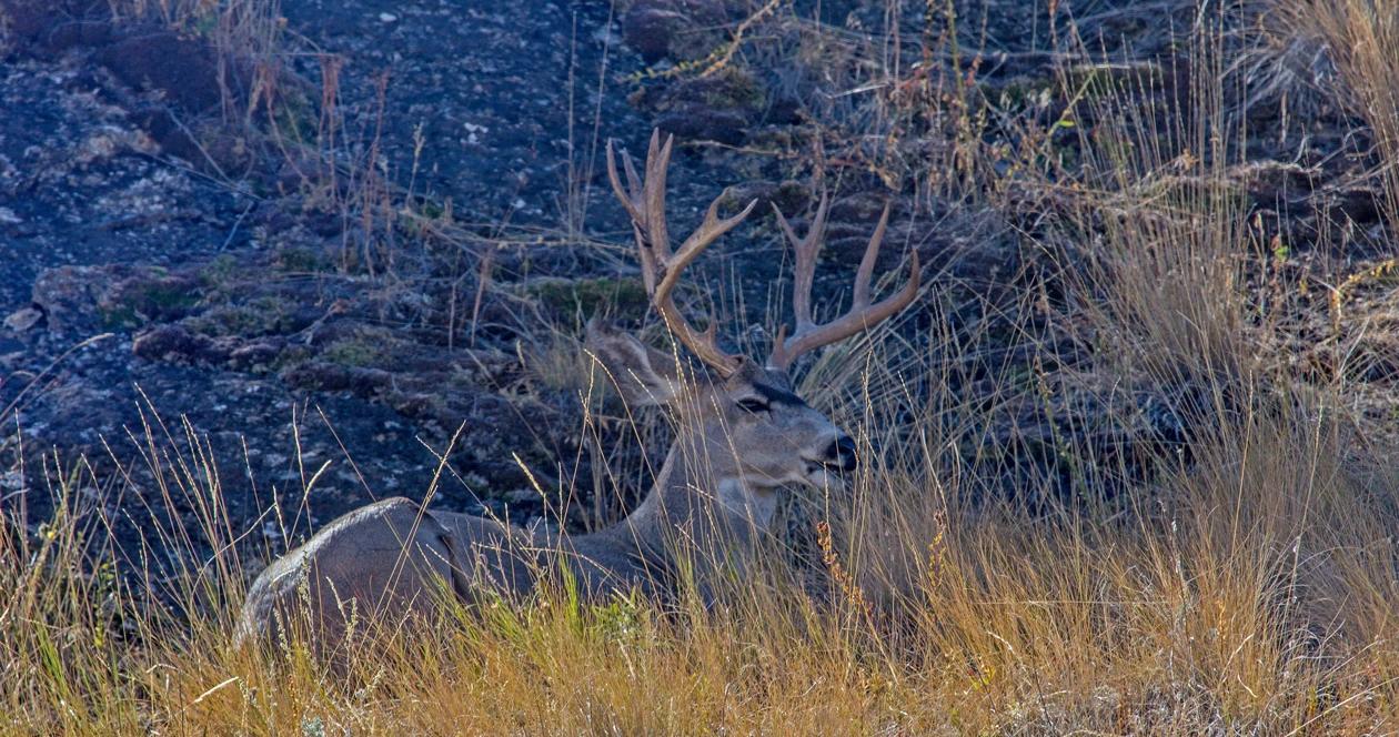 Wyoming mule deer h1_6