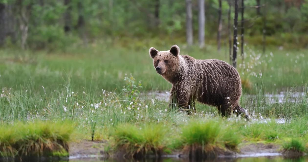 Environmental groups file lawsuit to ban bear-baiting in Wyoming and Idaho