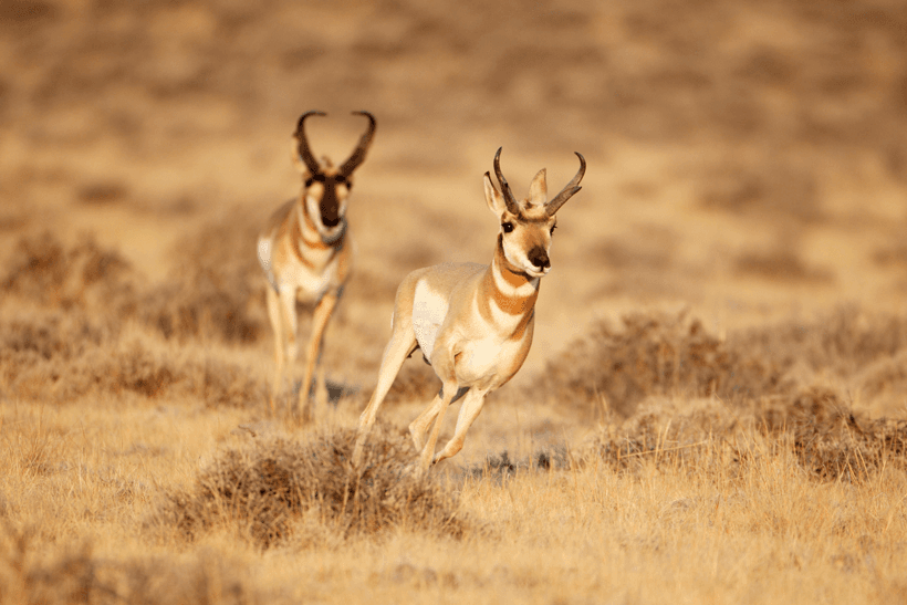 Pair of antelope bucks