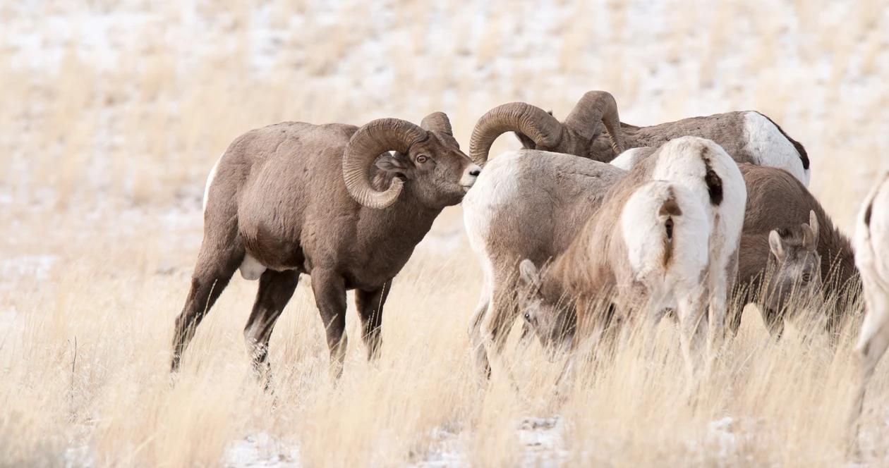 wyoming bighorn sheep health H1