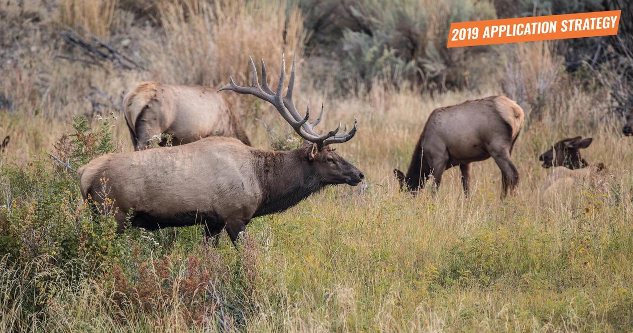 2019 nevada elk and antelope app strategy 1