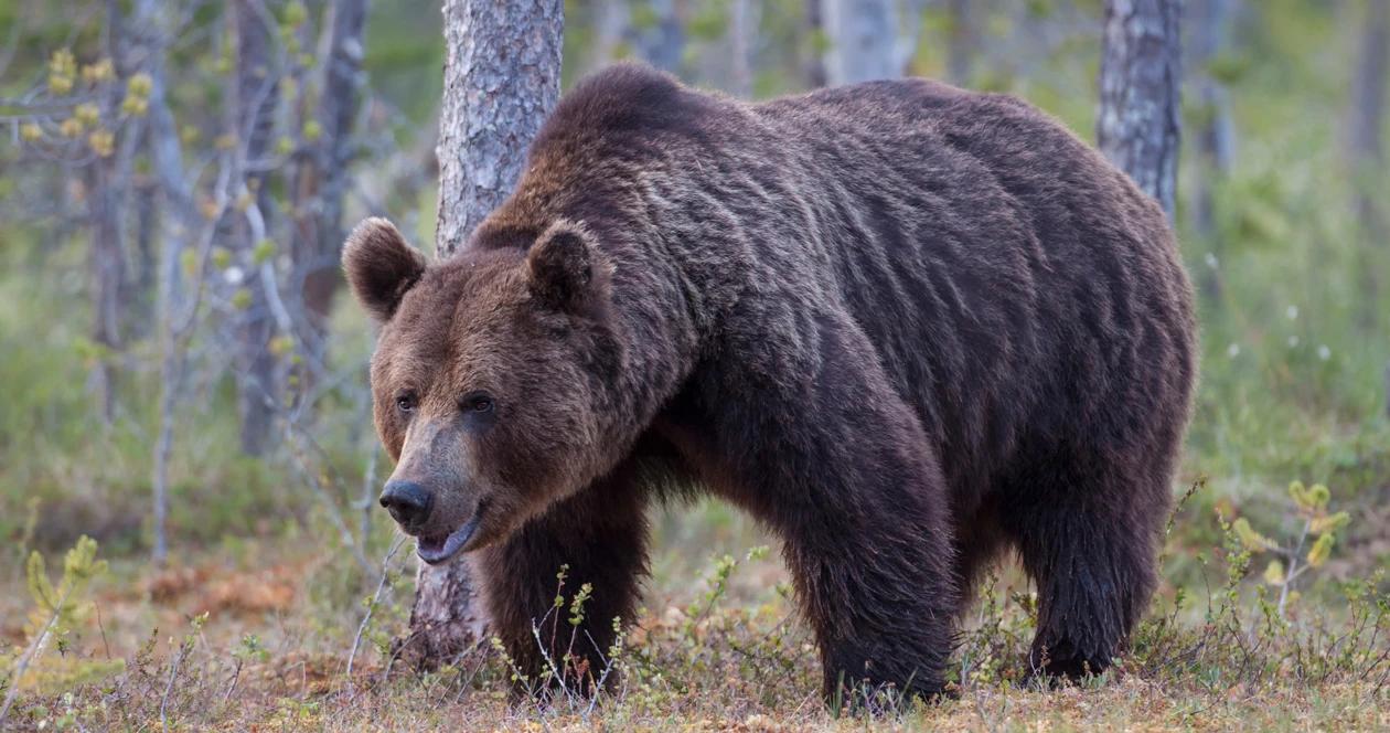 Man survives grizzly bear attack in wyoming 1