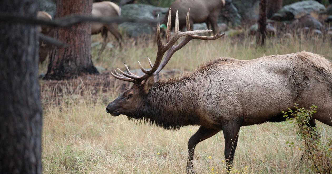 Colorado poached elk h1