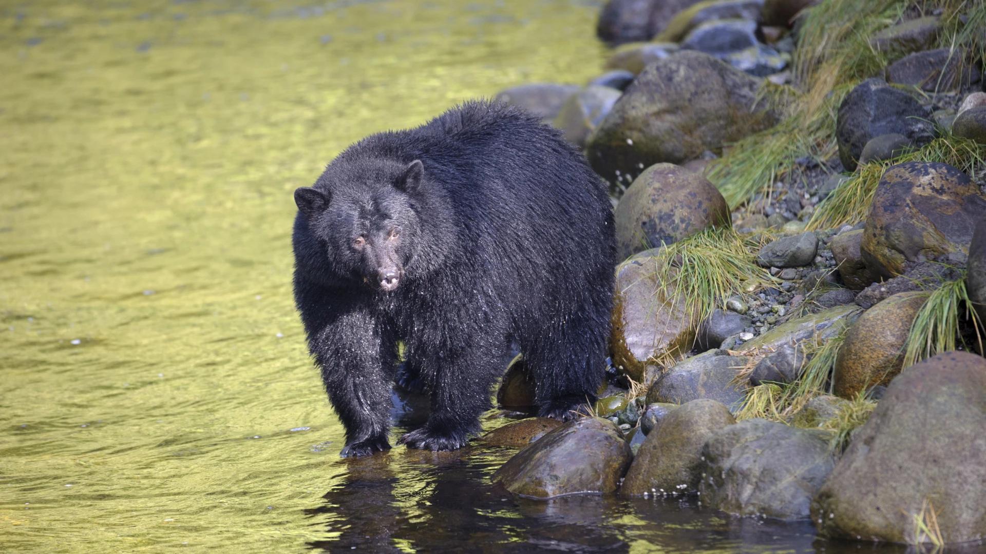 Anti-hunters put a stop to hunting in area of Great Bear Rainforest after buying out the hunting rights