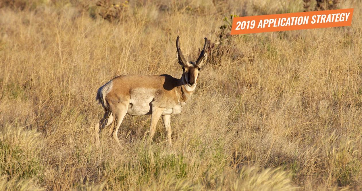2019 arizona antelope application strategy article 1