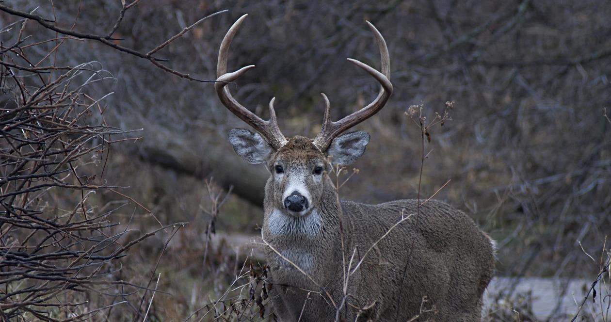 Arkansas whitetail deer kills hunter h1