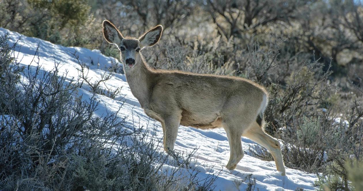 Wyoming mule deer study h1_1