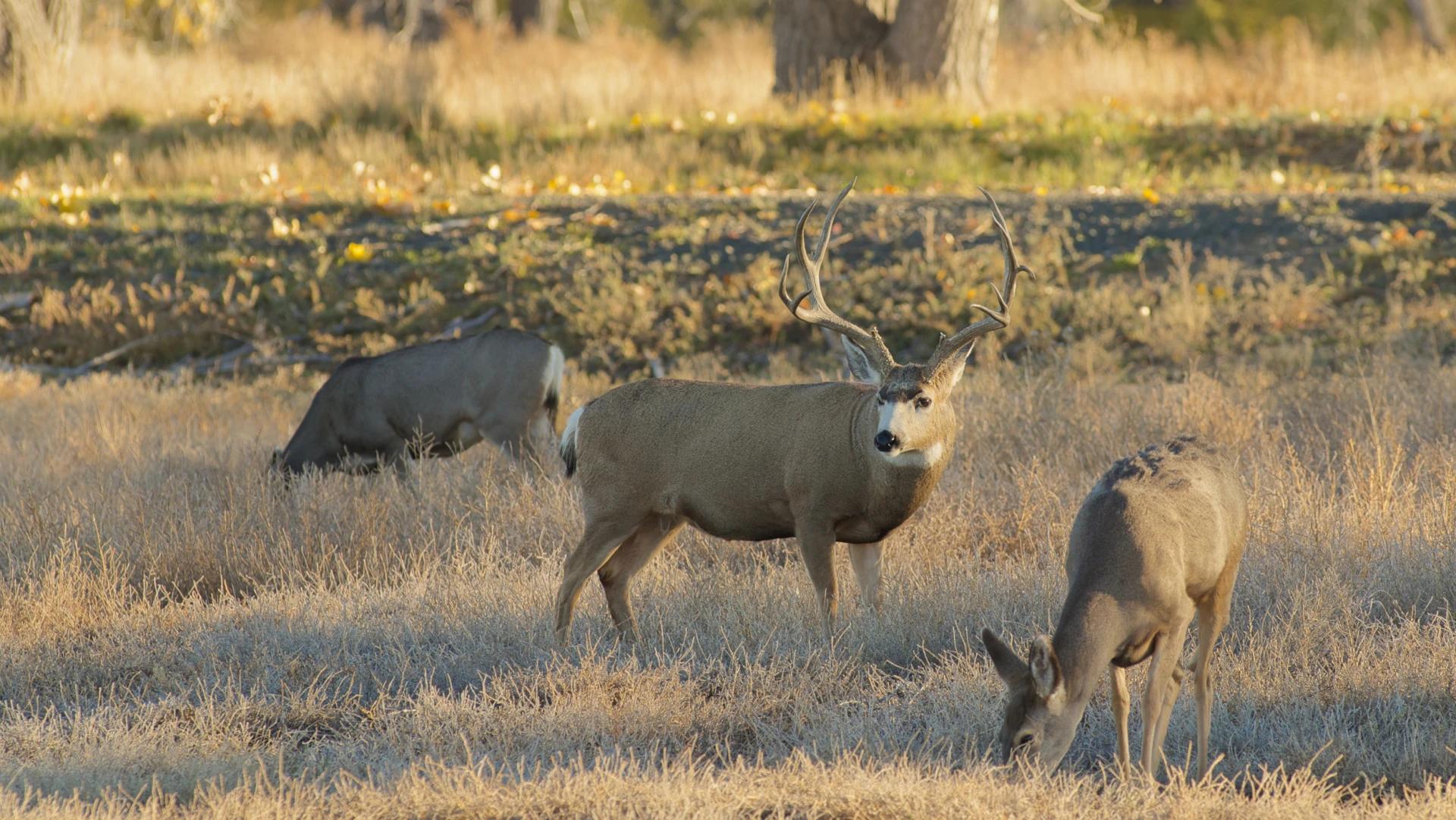 Catalina Island kills mule deer cull proposal