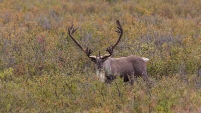 Scientists confirm deadly pathogen in Alaska moose and caribou