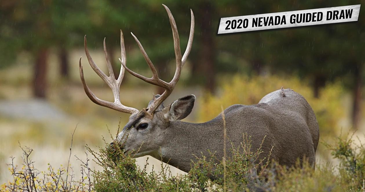 Nevada guided draw mule deer h1