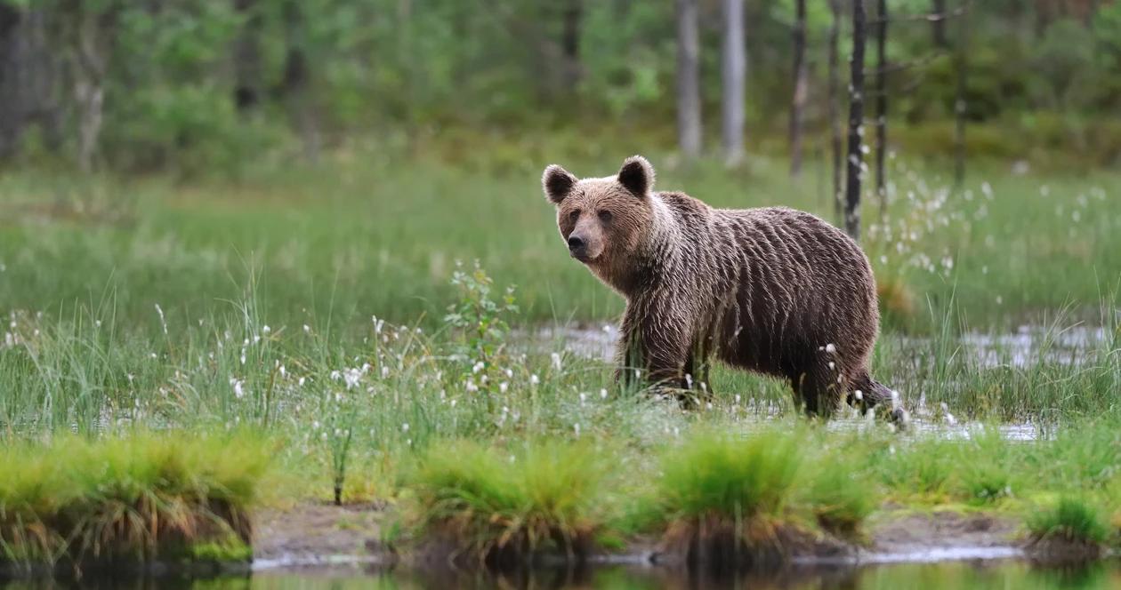Wy grizzly bear spotted in black bear country h1