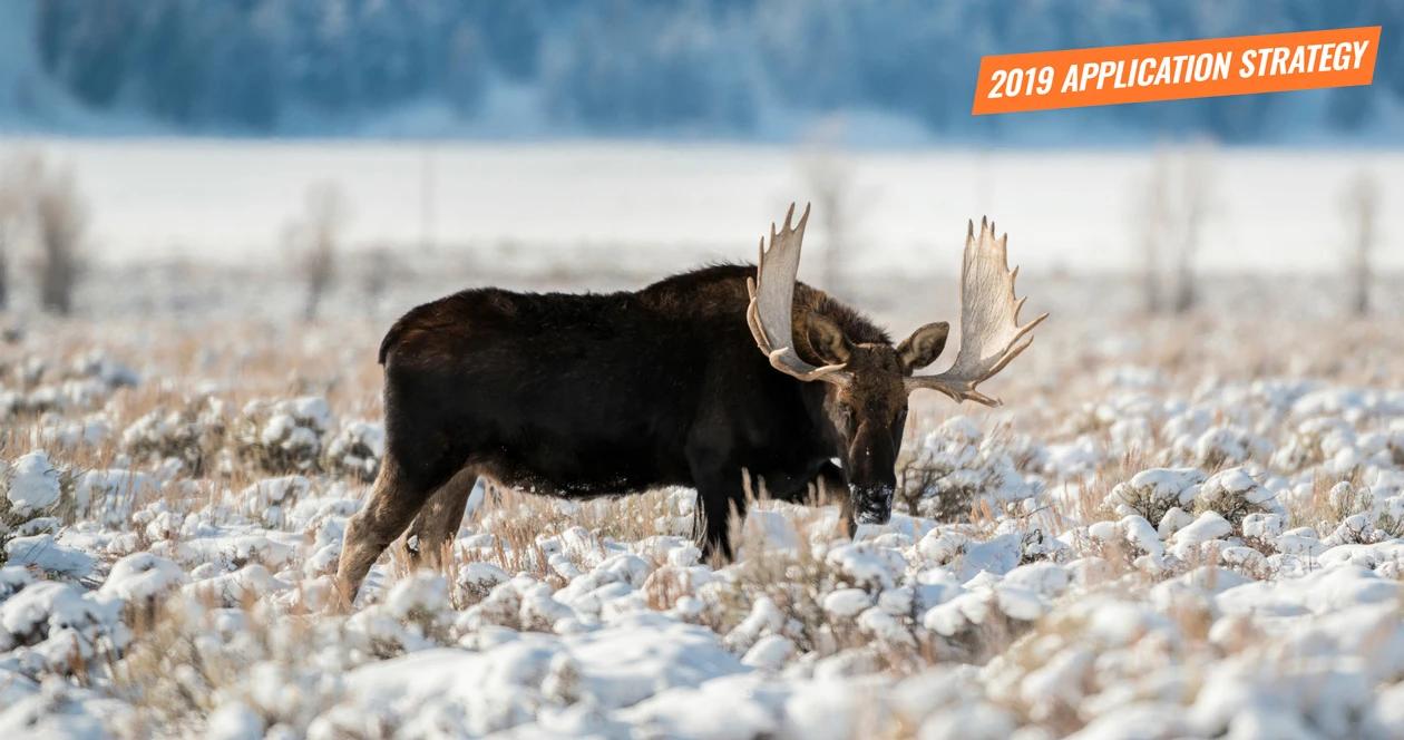 2019 wyoming moose sheep goat bison application strategy article 1