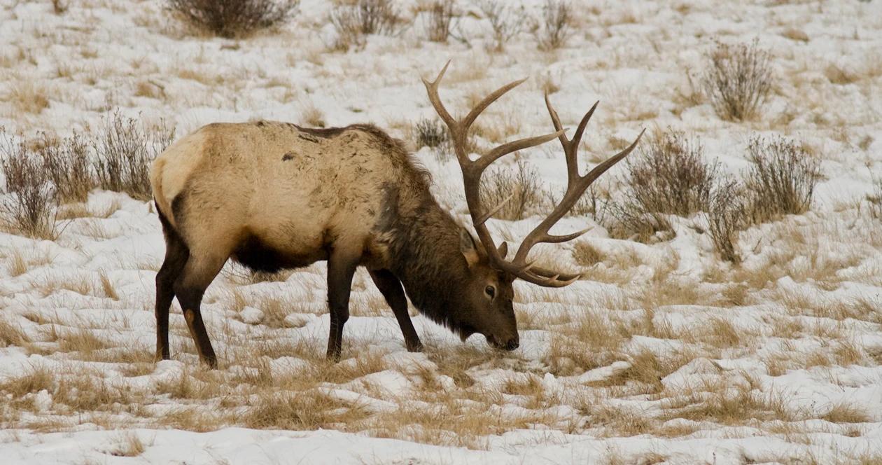 Montana elk brucellosis h1