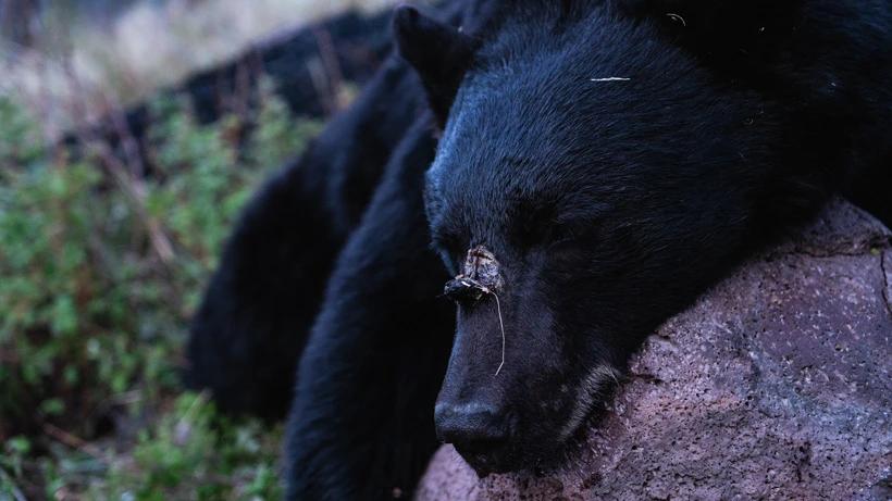 Closeup black bear photo