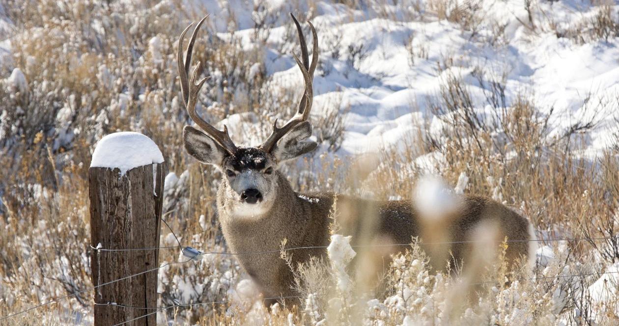 Montana mule deer h1_8