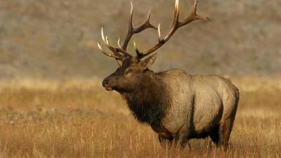 Wyoming man pleads guilty to illegal take of bull elk in limited quota area