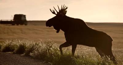 Idaho bull moose killed by camper h1