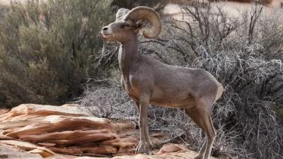 Utah proposes bighorn sheep relocation to Mineral Mountains