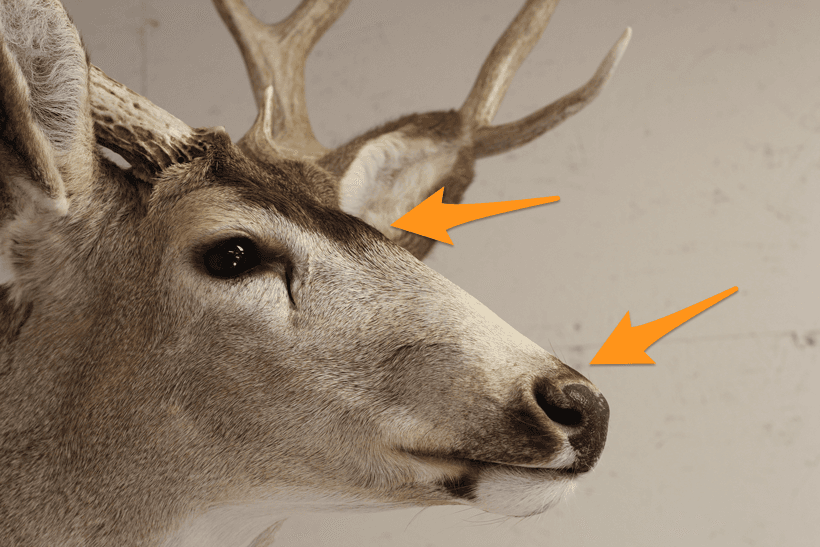 Old mule deer mount nose restored