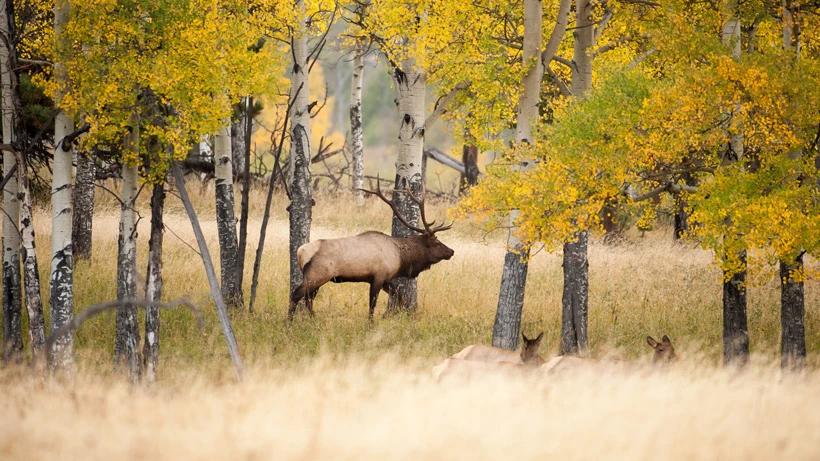 CWD confirmed in Colorado elk, deer and moose