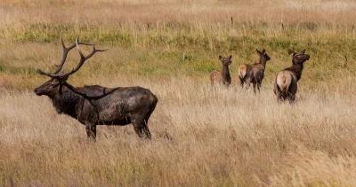 Montana elk hunting friday news h1