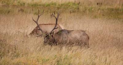 Long term outlook for some of colorado elk herds is not good 1