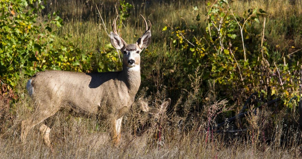 Oregon elk deer tag drops h1