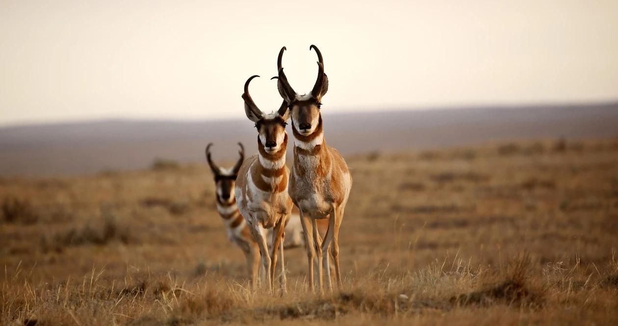 Three antelope bucks in field 1