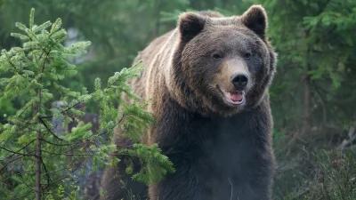 Hunter survives grizzly attack in Canada