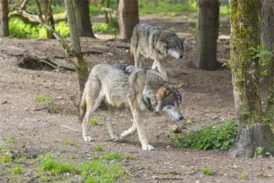 Wolves_at_2