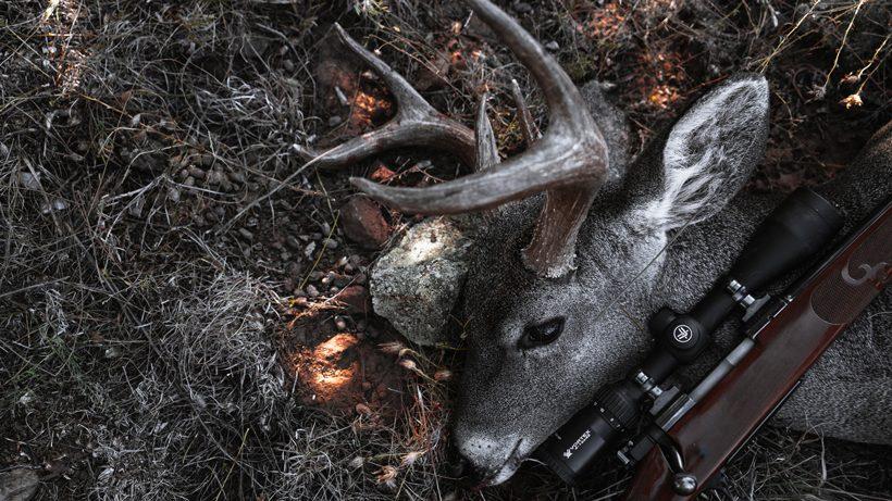 Harvested Coues deer lying next to a rifle