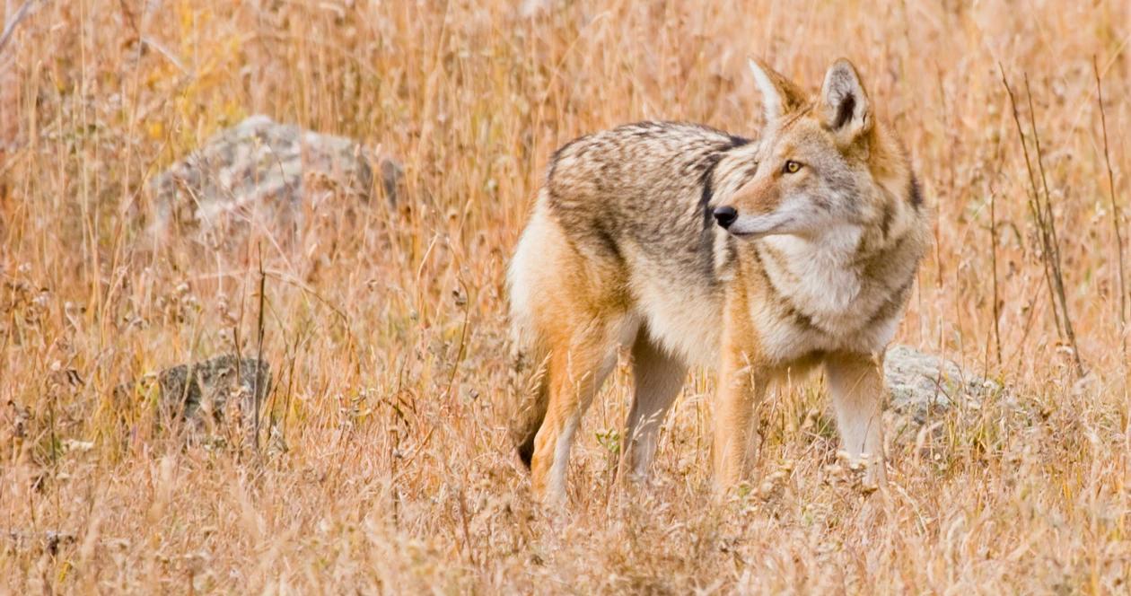 Coyote in field 1