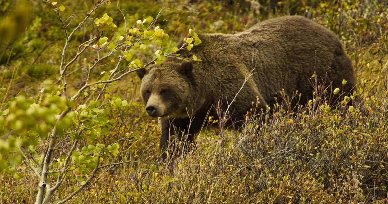 2018 grizzly bear hunt blocked 1