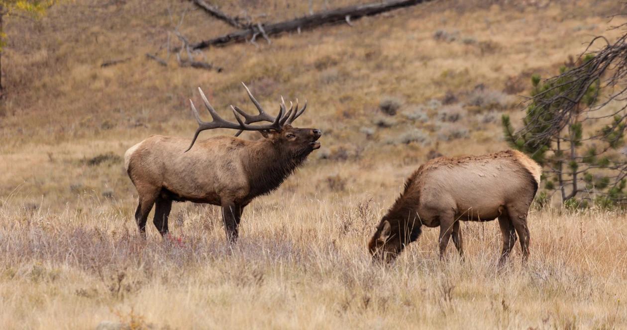 Update on 2020 Idaho nonresident OTC deer and elk tag numbers