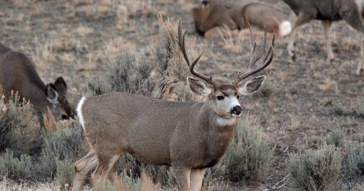 Wyoming deer h1