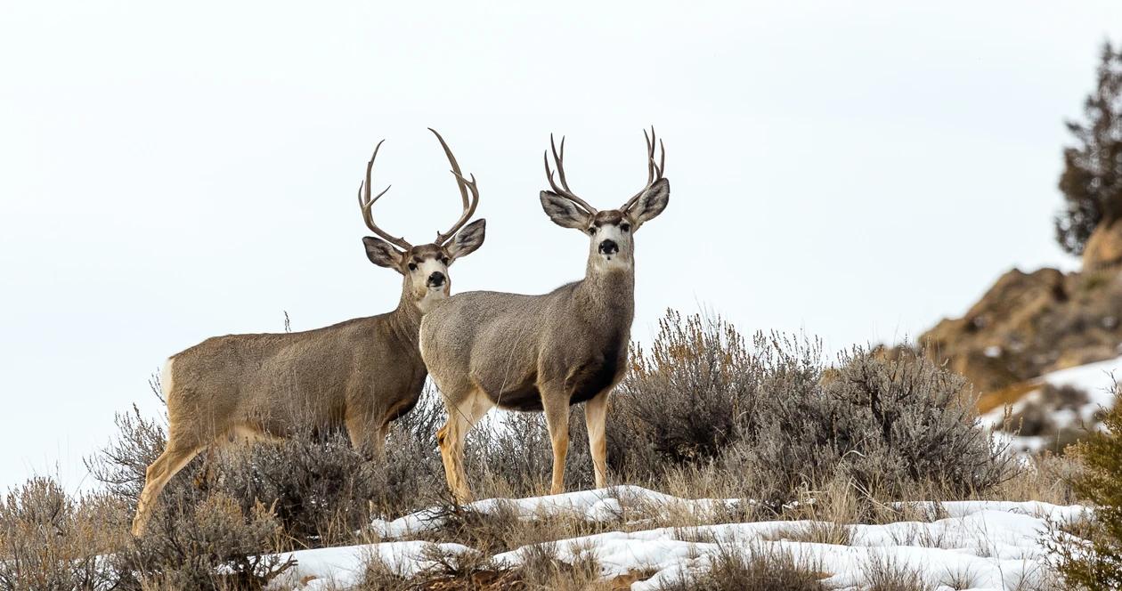 Colorado mule deer h1_0