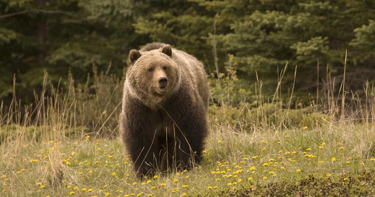 Yellowstone grizzly bear h1