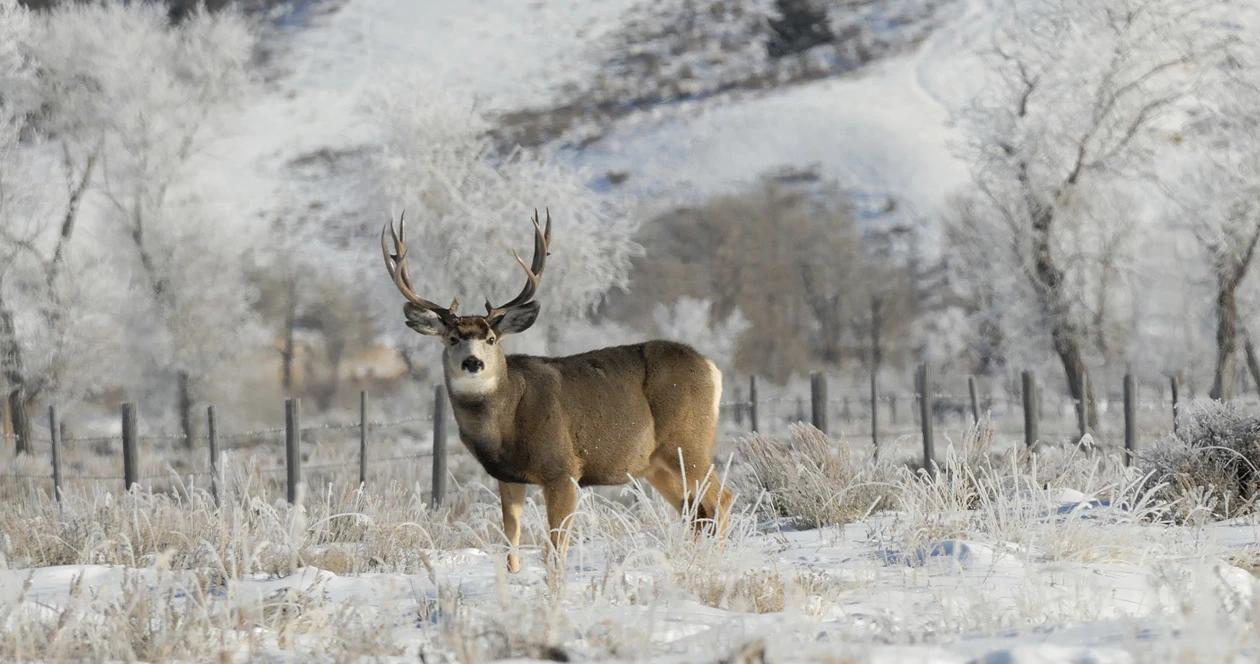 Wyoming mule deer h1_1