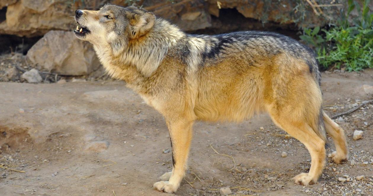 Mexican gray wolf howling 1