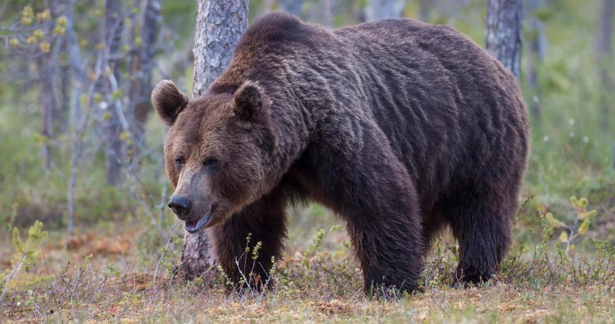 Grizzly bear protection challenged 1
