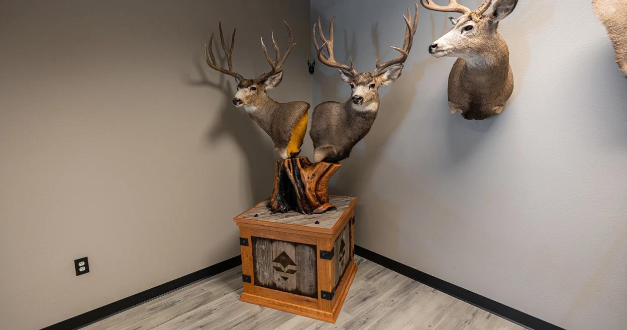 Double mule deer pedestal mount 1