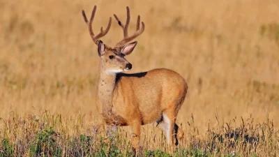 2023 South Dakota archery deer and archery antelope application strategy