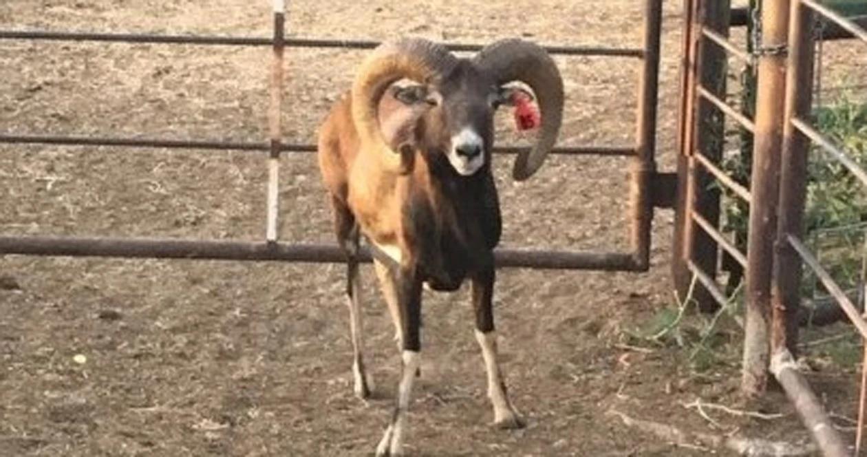 Mouflon sheep h1_0