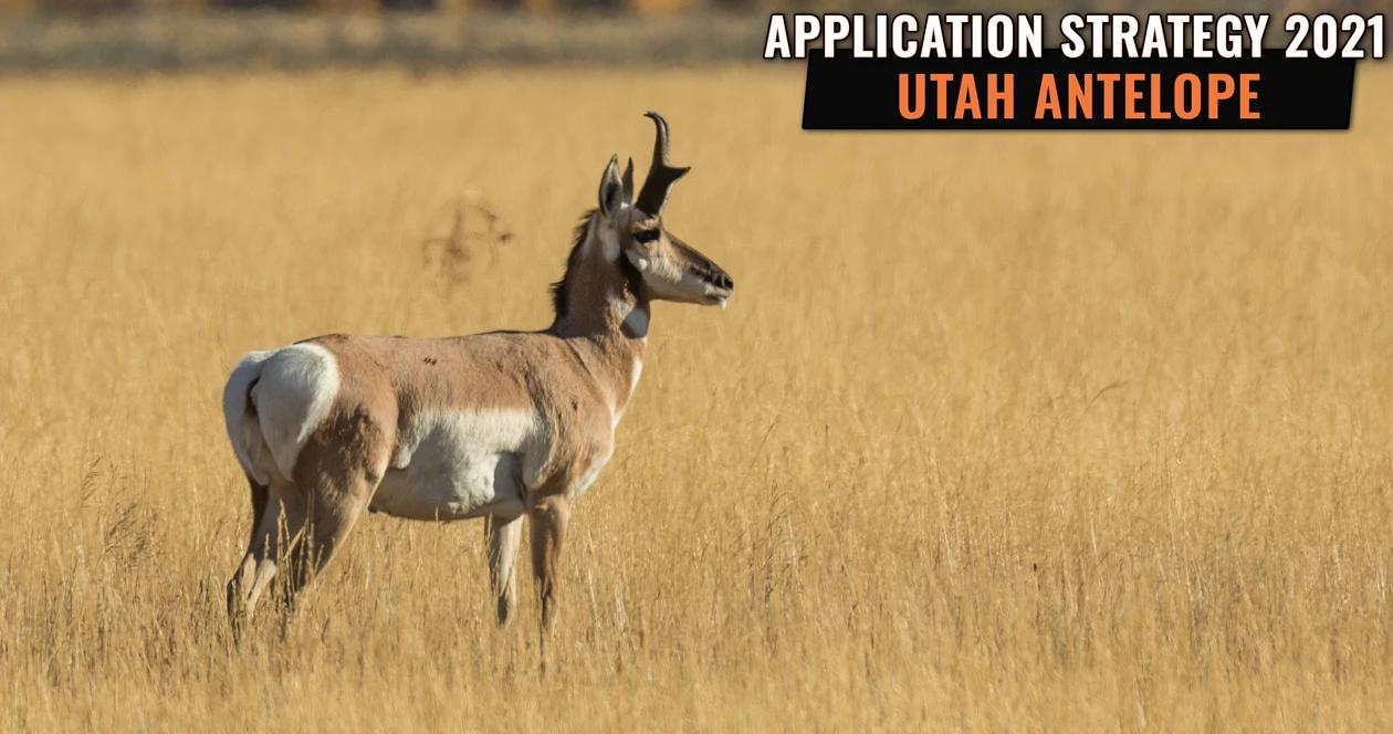 Utah antelope application strategy h1
