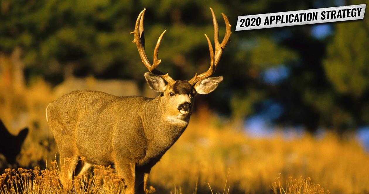 Montana deer 2020 app strategy h1_0