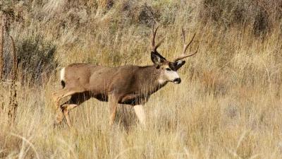 2024 California big game application strategy article